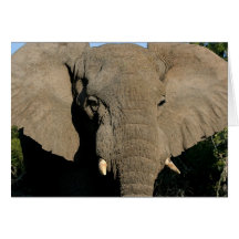 Tarjeta de nota del elefante de Bull
