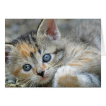 Tarjeta de nota del gatito