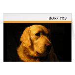 Tarjeta de nota del retrato del golden retriever