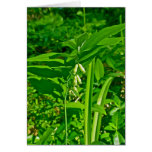 Tarjeta de nota del Wildflower del sello de Solomo
