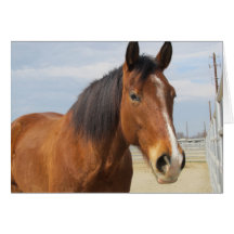Tarjeta de nota en blanco--Lado del caballo de Bro