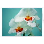 Tarjeta de nota hermosa de las orquídeas