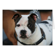 Tarjeta de nota joven de Staffordshire bull terrie