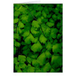 Tarjeta de nota macra del helecho de Maidenhair