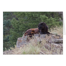 Tarjeta de nota negra del leopardo