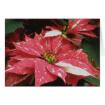 Tarjeta de nota roja y blanca de Poinsetta