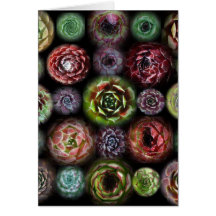 Tarjeta de Sempervivum