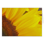 Tarjeta de Sun del girasol
