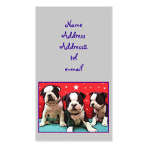 Tarjeta de visita de los perritos de Boston Terrie