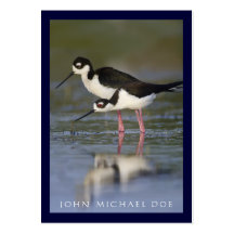 tarjeta de visita del Birder Negro-necked del zanc