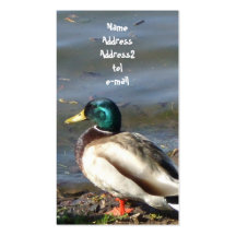 Tarjeta de visita del pato del pato silvestre
