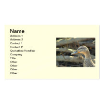 Tarjeta de visita del pato del pato silvestre
