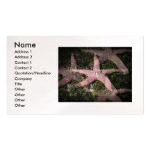 Tarjeta de visita rosada de las estrellas de mar