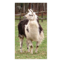 Tarjeta de visitas vieja del ~ de la llama