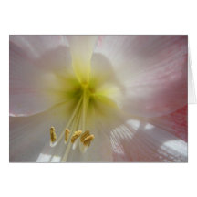 Tarjeta del Amaryllis del Luz-de-Día