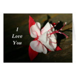 Tarjeta del amor de Fuschia