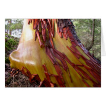 Tarjeta del árbol del Arbutus