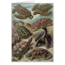 Tarjeta del arte de Ernst Haeckel: Chelonia