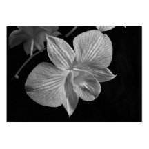 Tarjeta del ATC del flor de la orquídea del Dendro Plantilla De Tarjeta De Visita
