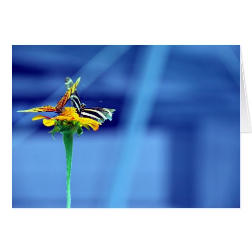 Tarjeta del azul de la flor de mariposa