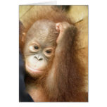 Tarjeta del bebé del orangután