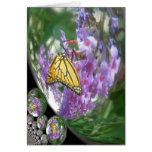 tarjeta del butterflyball