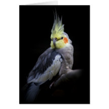 Tarjeta del Cockatiel