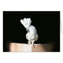Tarjeta del Cockatoo del paraguas o tarjeta de cum