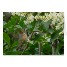 Tarjeta del colibrí de Allen