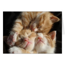 Tarjeta del Cuteness del gatito