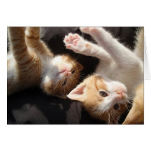 Tarjeta del Cuteness del gatito