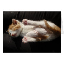 Tarjeta del Cuteness del gatito
