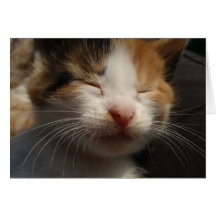 Tarjeta del Cuteness del gatito