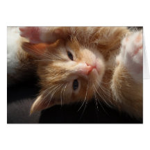 Tarjeta del Cuteness del gatito