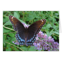 Tarjeta del ~ de la mariposa del azul y de Brown