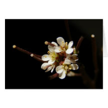 Tarjeta del ~ del Wildflower 41