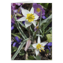 Tarjeta del día de madre del tulipán de la especie