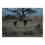 Tarjeta del día de madre - elefante de Amboseli