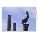 Tarjeta del día de padres del pájaro de la Florida