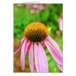 Tarjeta del Echinacea del verano