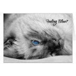Tarjeta del estímulo del gato siamés tarjetas