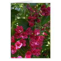 Tarjeta del flowers~ del Weigela