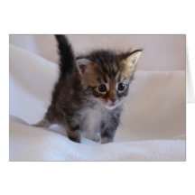Tarjeta del gatito del Coon de Maine