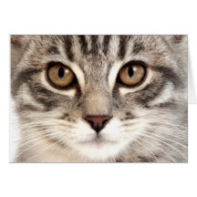 Tarjeta del gatito del Tabby