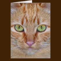 Tarjeta del gato tarjetas