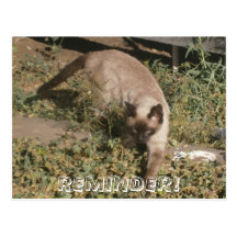 Tarjeta del gato tarjeta postal