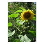 Tarjeta del girasol
