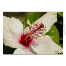 Tarjeta del hibisco