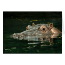Tarjeta del Hippopotamus