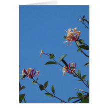 Tarjeta del jardín de la madreselva